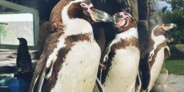 (Видео) Првпат се родија четири бебиња пингвини во скопската зоолошка