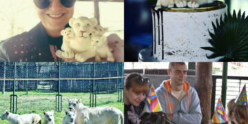 Роденденска прослава: трите лавчиња од скопската Зоолошка наполнија една година