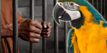 Папагал испратил двајца мажи на доживотна робија