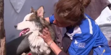 (Видео) Куче преживеало 22 дена под урнатините по силниот земјотрес во Турција