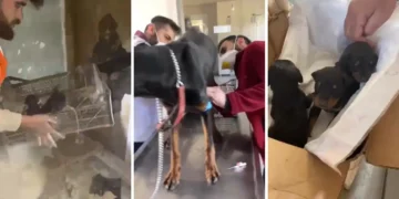 Женка доберман окучила три кучиња додека била заглавена 28 дена под урнатините во Турција