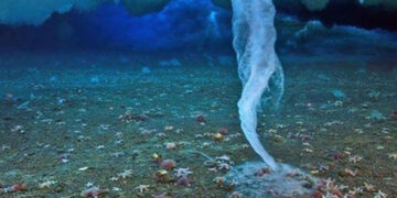 (Видео) Необичен природен феномен: мраз се замрзнува во морето и убива сѐ околу себе