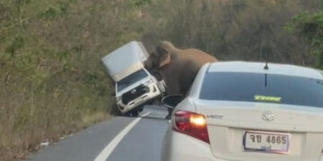 Не сакаше да го пушти слонот да го помине патот, па му го преврте џипот