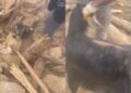 (Видео) Спасени се две кози по поминати 26 дена под урнатините во Турција