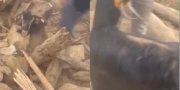 (Видео) Спасени се две кози по поминати 26 дена под урнатините во Турција