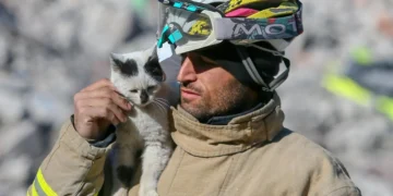 (Видео) Мачка спасена од урнатините 49 дена по земјотресот во Турција