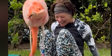 (Видео) Фламинго и се придружи на жена додека вежбаше јога во парк