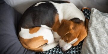 Прв случај на куче излечено од алкохолизам во Британија