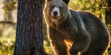 Мечка нападна и усмрти маж во шума во Италија, семејството ги тужи властите за населување на животните