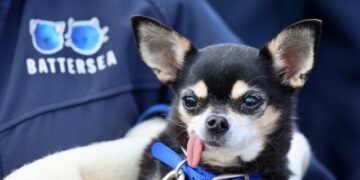 Чивава висока 9 сантиметри е најмалото куче во светот, според Гинис