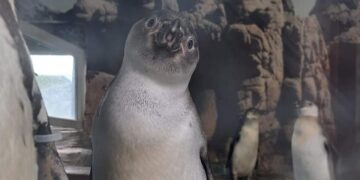 Прва фотографија од бебе пингвин објави скопската зоолошка