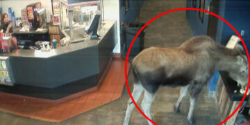 (Видео) Лос упадна во кино на Алјаска и ги исплаши вработените