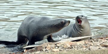 Спасено е прегладнето бебе фока во Санкт Петербург