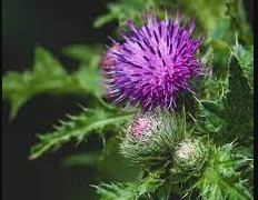 Заштитете се од рак на кожа со млечен трн