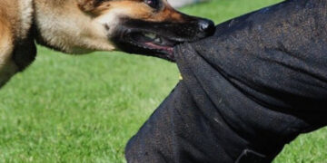 Осумгодишно дете од Кисела вода починало откако било искасано oд куче