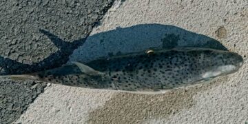 Жена од Малезија починала откако изела риба за која научниците велат дека ја има и на Јадранот