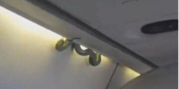 Змија во авион предизвика принудно слетување во Јужна Африка