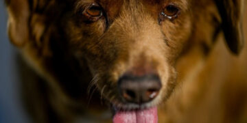 Најстарото куче на светот, го прослави својот 31 роденден