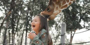 Пцовиса жирафата Каспер во скопската Зоолошка градина