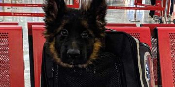 Турците им подарија на Мексико германски овчар, во знак на благодарност за кучето Протео кое загина барајќи преживеани во земјотресот