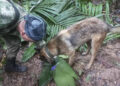 Три деца и бебе се пронајдени во џунгла, преживеале 17 дена по авионска несреќа