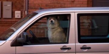 Пијан возач возел пребрзо па им се правдал на полицајците дека кучето било зад воланот
