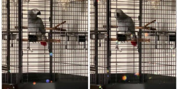 (Видео) Папагал стана хит на социјалните мрежи, откако ја отпеа евровизиската песна на „Лет 3“