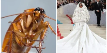 (Видео) Лебарка се појави на црвениот тепих и ѝ го украде шоуто на Ријана