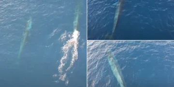 (Видео) Неверојатна глетка во близина на островот Вис: десетици китови од загрозен вид во Јадранот