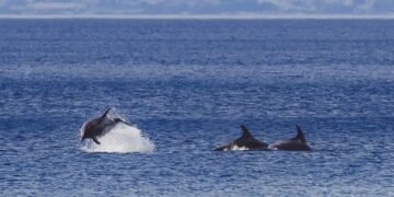 Разиграни делфини кај Крк