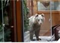 Мечка влезе во пекара и изеде 60 колачи