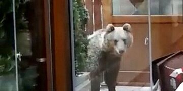 Мечка влезе во пекара и изеде 60 колачи