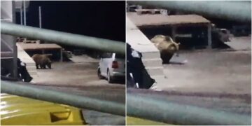 (Видео) Мечка дојде на качамак во ресторан „Трница“