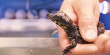 Женка крокодил снесе јајце без помош од мажјак, феномен во Зоолошка во Костарика