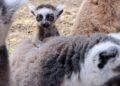 (Фото) Светски феномен во скопската зоолошка: За првпат шест пара близначиња лемури