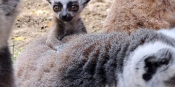 (Фото) Светски феномен во скопската зоолошка: За првпат шест пара близначиња лемури