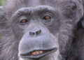 (Видео) Најстарото шимпанзо во Европа, Коко наполни 50 години