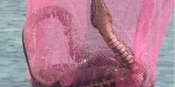 Огромна змија извадена од морето во Сутоморе