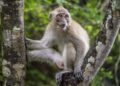 Машките мајмуни почесто имаат секс со истополови партнери, откриваат научниците