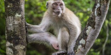 Машките мајмуни почесто имаат секс со истополови партнери, откриваат научниците