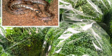 Маж од Британија пронашол змија во брокулата што ја купил во продавница