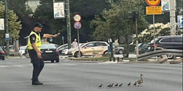 Полицаец го запре сообраќајот за да помине патка со пајчињата