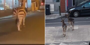 (Видео) Лавови, зебри и слонови се шетаат слободно низ улиците на Париз