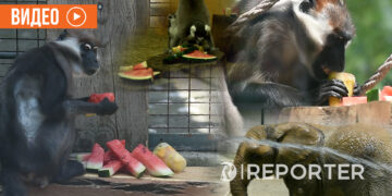 Со сладолед и лубеница, животните од скопската Зоолошка се разладуваат во летните горештини