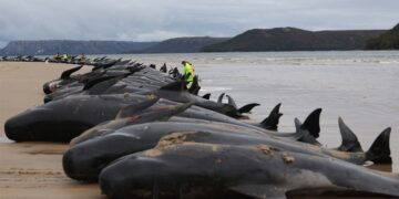 На Фарските острови се одржа традиционално убиство на 78 китови