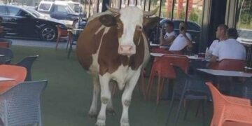 Крава се прошета помеѓу гостите во кафеана