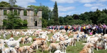 Стотици златни ретривери деновиве во Шкотска им изразија почит на првите од својата раса