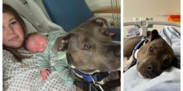 (Фото) Бел е првото куче асистент кое присуствувало на породувањето на газдарицата