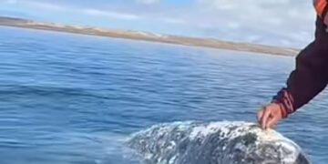 (Видео) Кит уживаше додека капетан на брод му ги отстрани вошките од глава