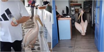 (Видео) Пеликан влезе во ресторан по својот оброк на Миконос